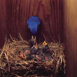 Nesting bluebird