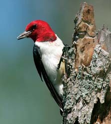 Northern Cardinal