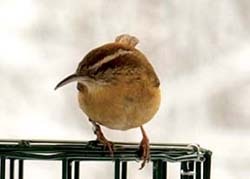 Bird of the Month