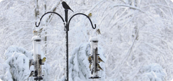 Help Birds Survive Winter